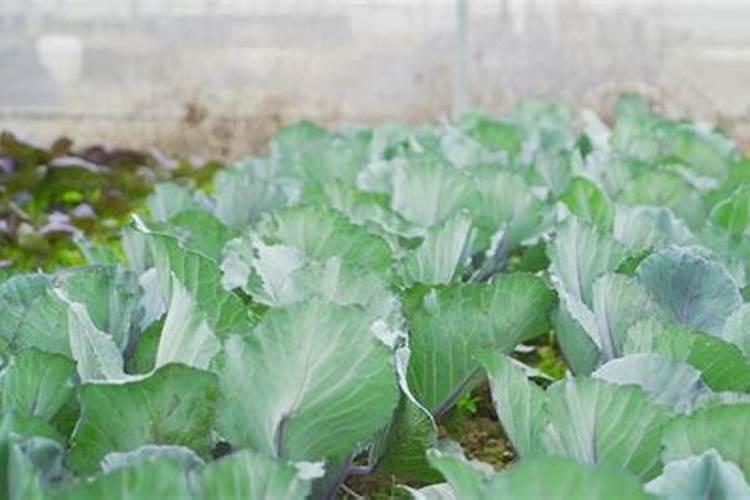 花树用什么肥料比较好