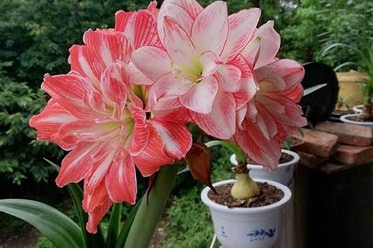 朱顶红用什么肥球长的快