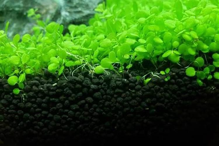 复合肥氮磷钾含量标准