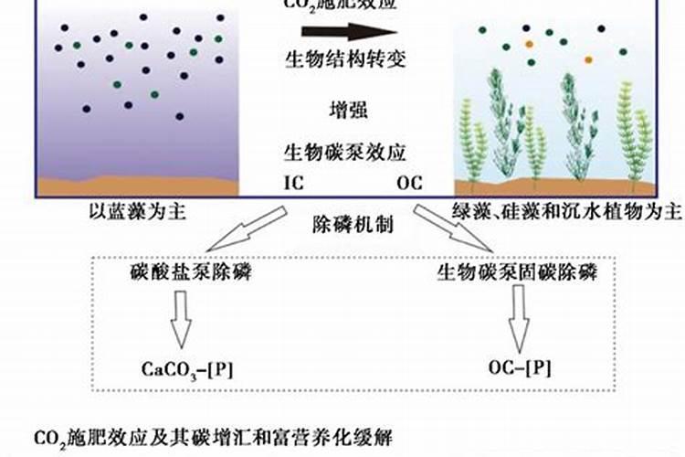 国光稀释美是激素农药吗？