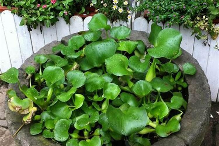 玉米控旺的正确方法