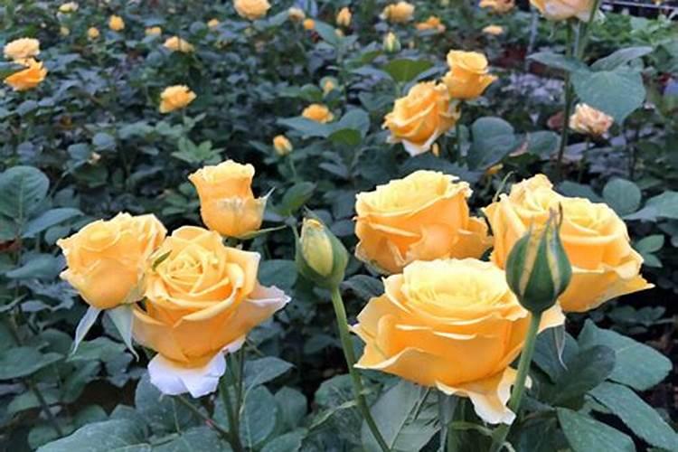 种芹菜怎么用肥才长得快 种芹菜如何用肥才长得快