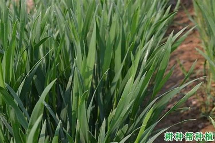 黄土种植玉米容易缺那种微量元素