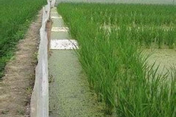 青苔养花有什么好处