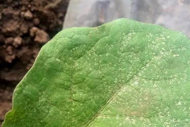 水稻稻直鬃蓟马防治方法