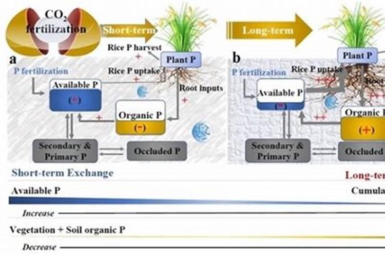 观叶植物施肥以磷肥为主