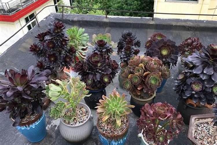 南瓜开花结果期施什么肥