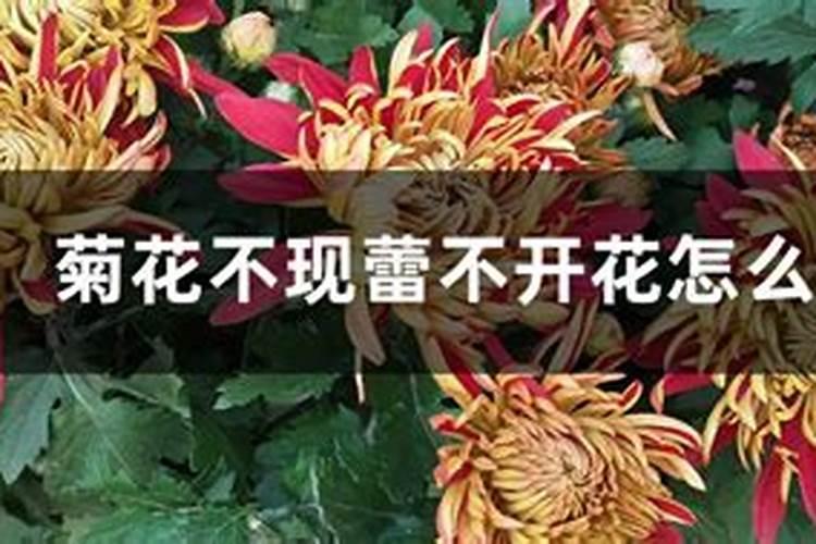 种向日葵瓜子要剥皮吗花卉百科