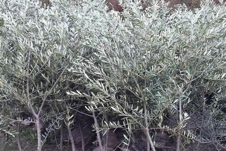 脲甲醛肥料比普通肥料,用起来有啥好处？