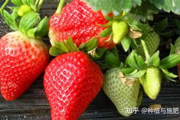 红糖为什么能做作物叶面肥
