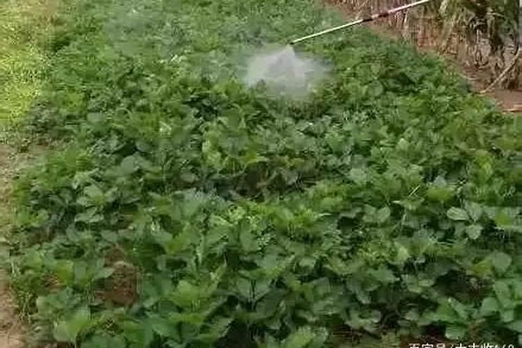 草莓冲施红糖的作用