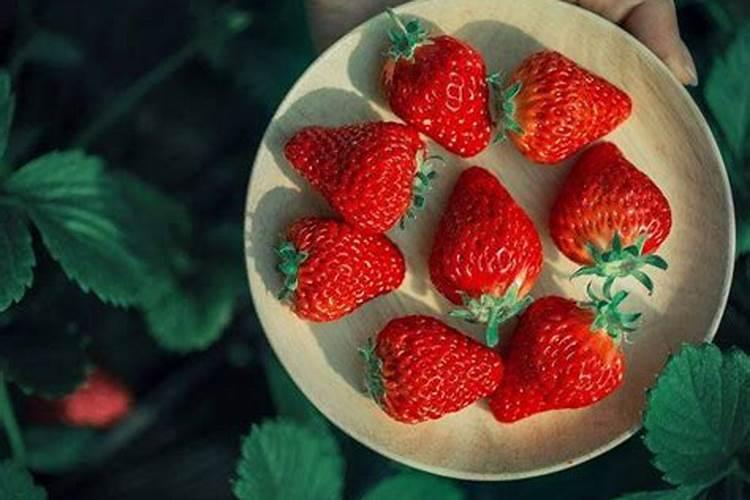 草莓冲施红糖好还是农业红糖好