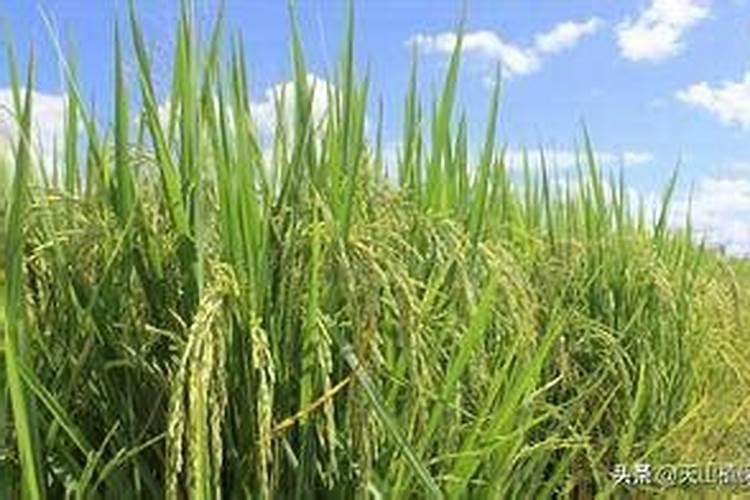 5月份水稻苗期管理方法要点 水稻应该怎么种植