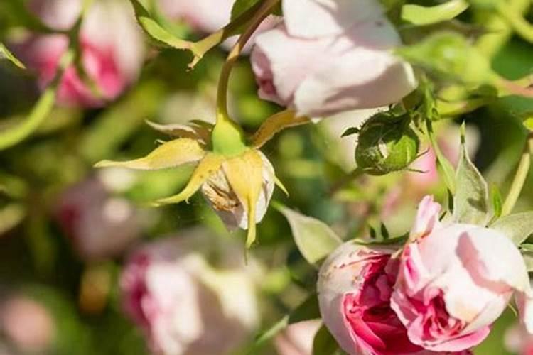 三十烷醇和芸苔素区别