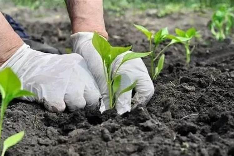 茄子怎么浇水施肥