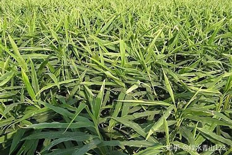 苹果树什么时候用水溶肥,怎么用最好