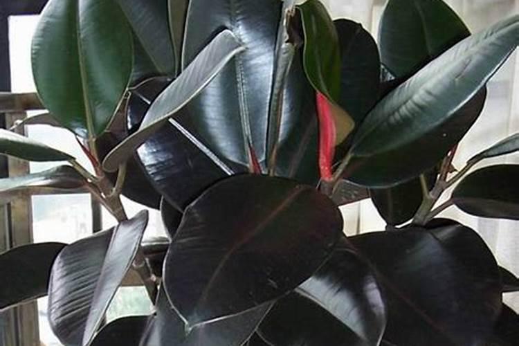 矿源黄腐酸钾用10次可以么