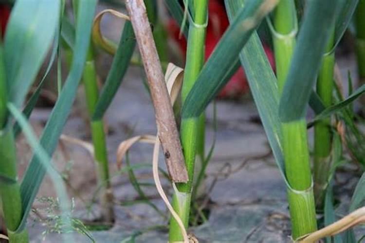 蒜苗施什么肥最好