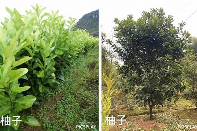 大蒜苗施什么肥最好