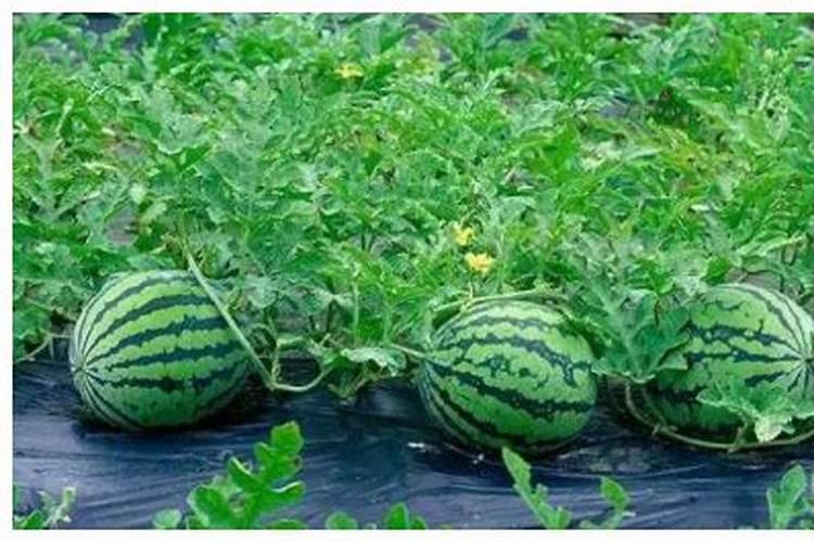 农户种植西瓜,一般多久追一次肥呢？追肥时需要注意些什么？