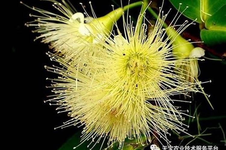 莲雾开花后怎么追肥浇水