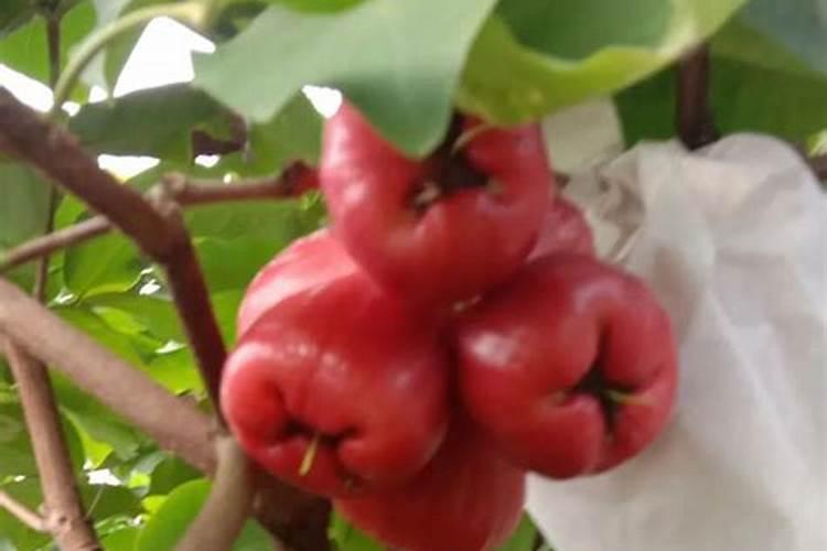 莲雾开花用什么叶面肥