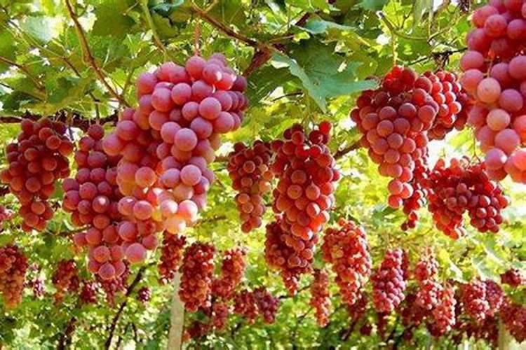 钾肥和氮肥的怎么区分