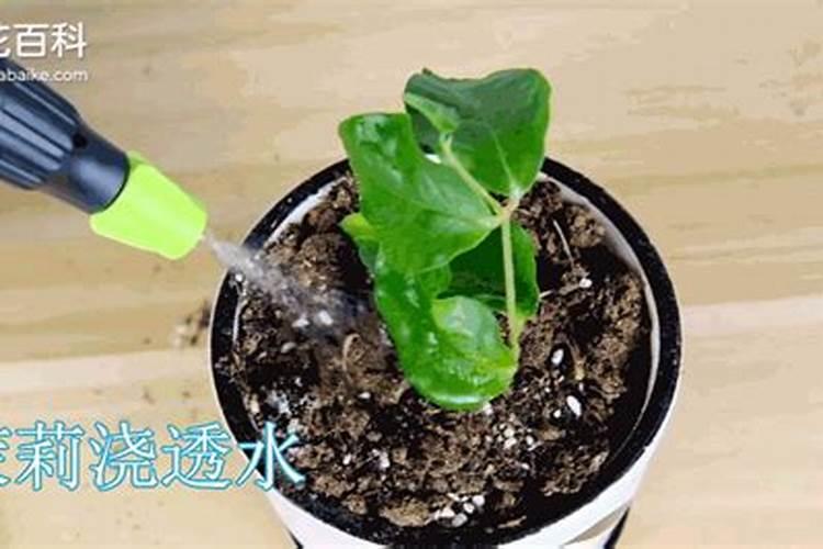 生根粉可以浇土里吗 生根粉能不能浇土里