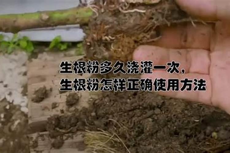 生根粉可以浇花吗