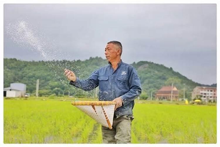 磷酸二氢钾如何喷蔬菜