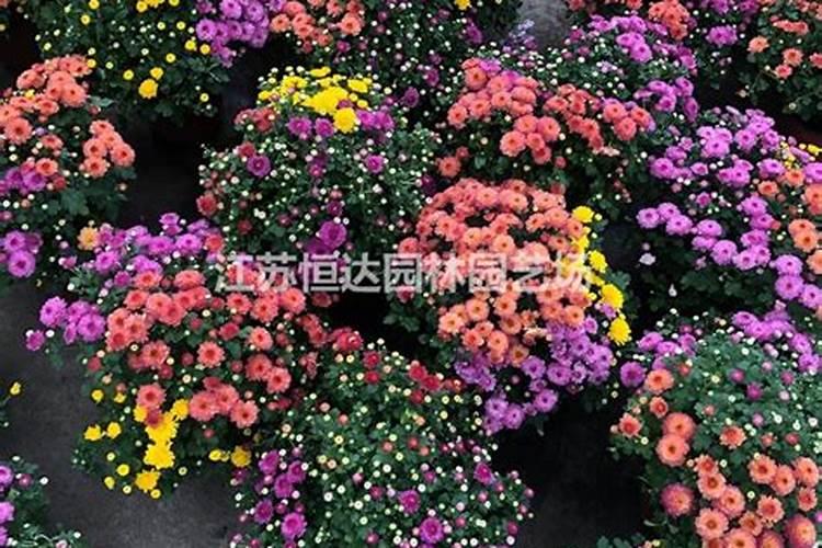 ...农业生产用肥？什么养花专用营养液这买不到哦!