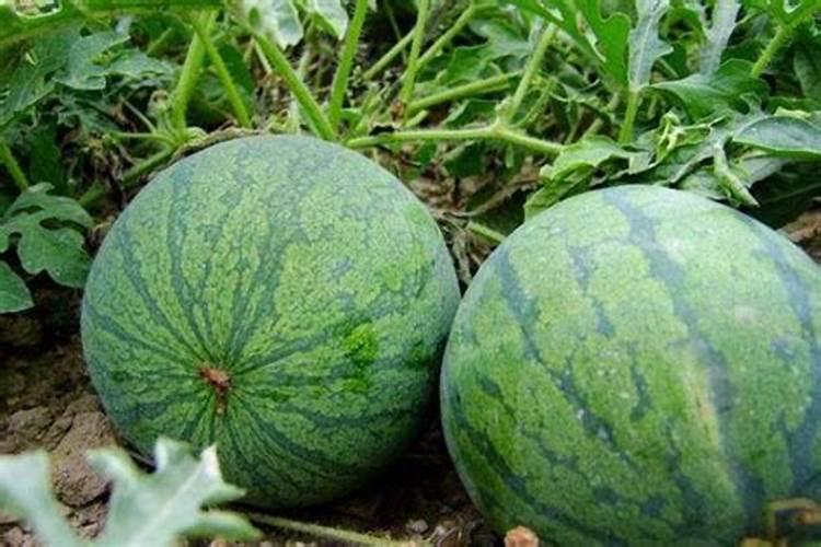 促进开花施什么肥料(果树促花用什么叶面肥好)