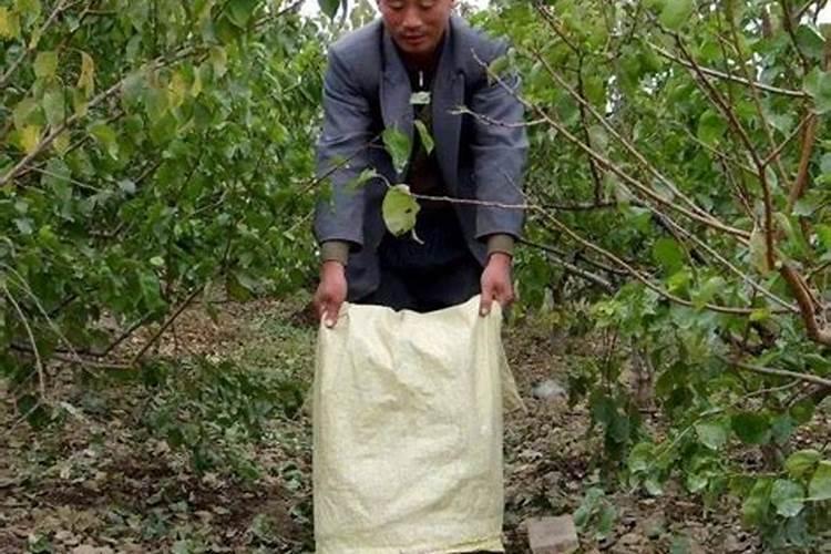 磷肥对果树的作用是什么