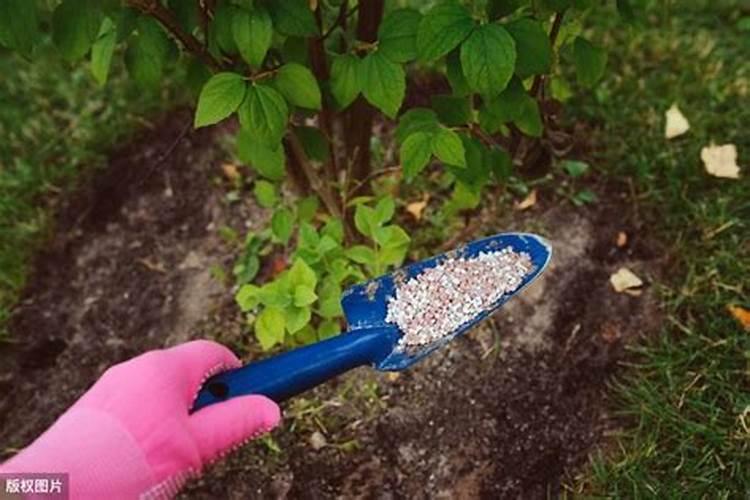 夏天能给花施肥吗