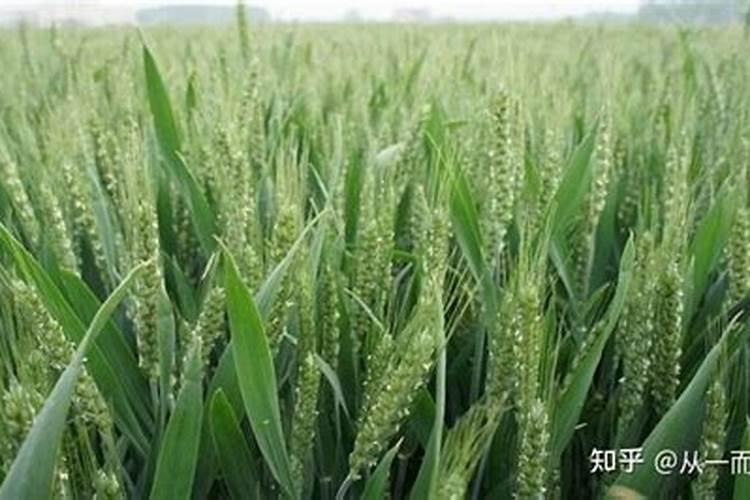 西瓜小苗受过叶面肥药害,会不会影响以后的产量？