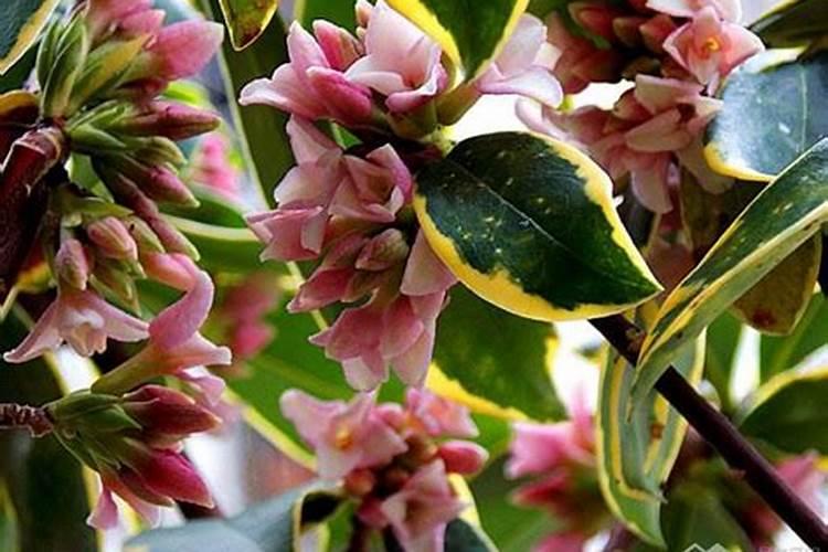 瑞香花如何施肥