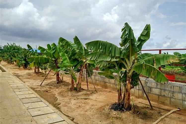 香蕉科学施肥方法,什么时候适合施肥