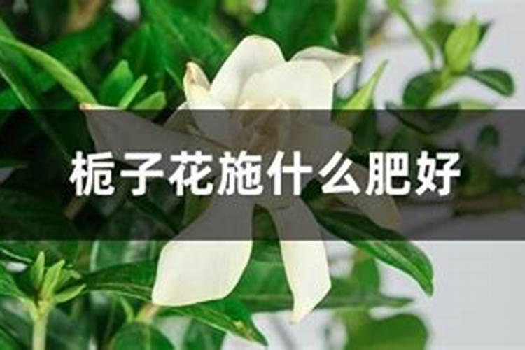 荔枝如何控梢促花
