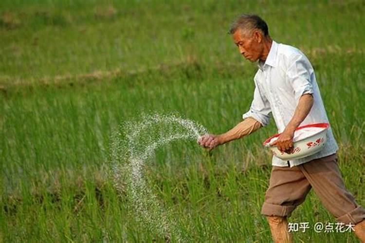 八角施什么肥最好