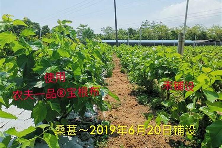 芸苔素和什么叶面肥混用在苗床上比较好？