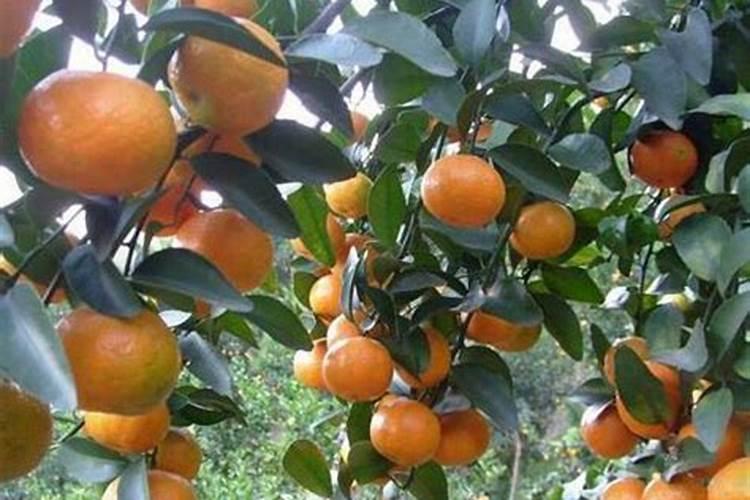 复合肥适合哪些蔬菜 蔬菜施什么肥好