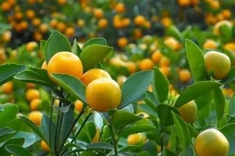 桔树四月份怎样保果？