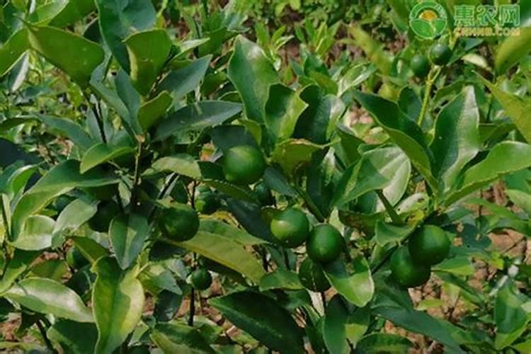 柑桔地每亩可施多少硫酸亚铁？为什么呢？