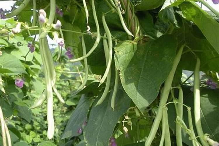 芸豆冲施肥哪牌子好