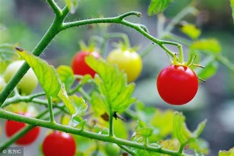 多肉可以施复合肥吗