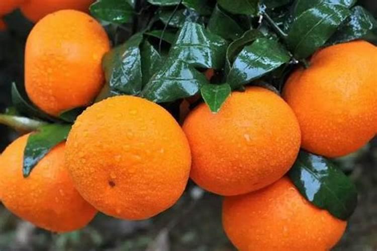 大豆初花钼肥的用量是多少