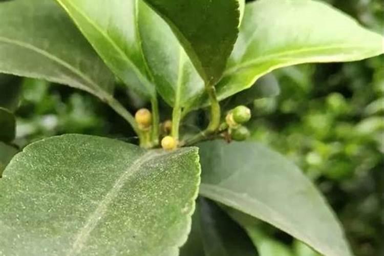 蓝莓果子干瘪的原因,变皱了还能吃吗