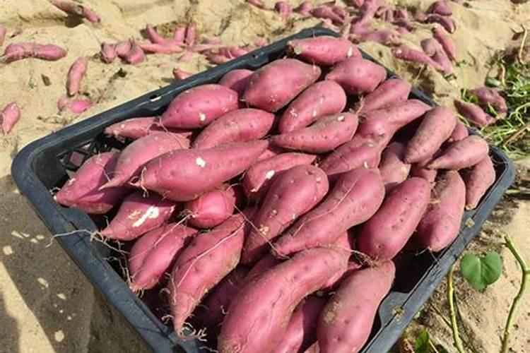 土豆施肥用什么肥料