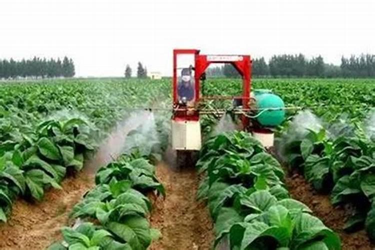 桃树怎样种植才能高产？掌握施肥技巧,桃树长得好