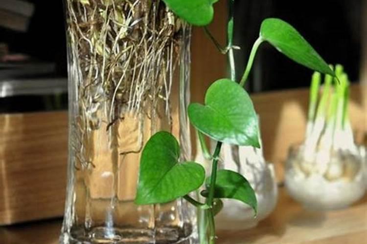 苹果树什么时候补钾